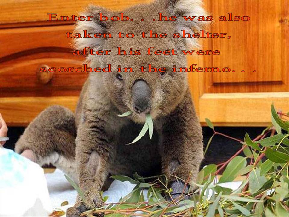Sam Koala